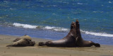 Elephant Seal