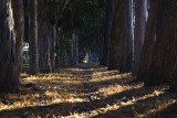 Eucalyptus Alley