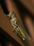 Grasshopper