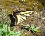 Aug 17 03 Butterfly 1591.jpg