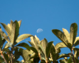 Aug 18 03 framed moon-1679.jpg