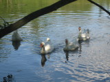 May 17 07 Local Lake Geese in a row-14.JPG