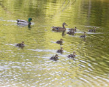 May 17 07 Local Lake Duck family -012.jpg