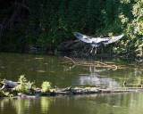 May 17 07 Local Lake Heron flees 3 -041.jpg