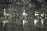 May 17 07 Local Lake closeup geese -003.jpg