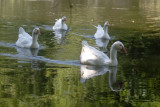 May 17 07 Local Lake goose family -049.jpg