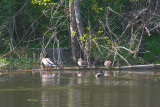 May 17 07 Local Lake Duck Foursome -080.jpg