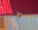 May 7 07 Roaming Wasp-039.jpg