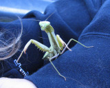 Dec 31 06 Mantis_0124.jpg