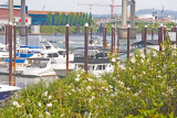 June 3 07 Portland Marina -044.jpg