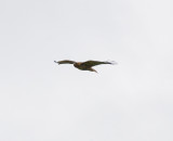 June 10 07 Mt St Helens area hawk -164.jpg