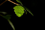 June 10 07 Mt St Helens area Beaver Bay Flora -119.jpg