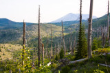 July 11 07 Mt St Helens-23.jpg