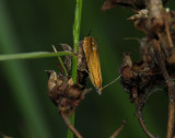 1581   Lathronympha strigana  2263.jpg