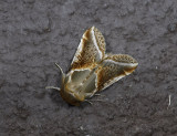 2157   Habrosyne pyritoides  1811.jpg