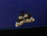 2364   Cosmorhoe ocellata  1320.jpg