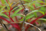 1204   Aethes margaritana  1097.jpg
