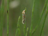 1204   Aethes margaritana  3466.jpg