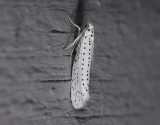 0405   Yponomeuta evonymella  3590.jpg
