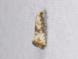 1200   Eupoecilia angustana  3769.jpg