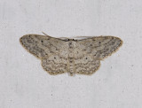 2314   Idaea seriata  2422.jpg