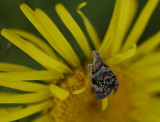 1630   Tebenna bjerkandrella  4104.jpg