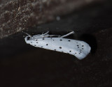 0408   Yponomeuta cagnagella  4180.jpg