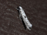 0411   Yponomeuta plumbella  4179.jpg