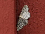 2319   Idaea aversata  5751.jpg