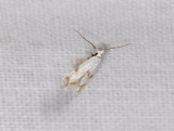 0124   Pseudopostega crepusculella  5473.jpg