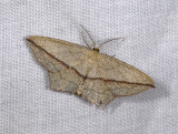 2290   Timandra griseata  5461.jpg