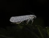 0405   Yponomeuta evonymella  5201.jpg