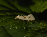 1208   Aethes smeathmanniana  5309.jpg