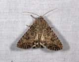 2901   Hadula trifolii  5176.jpg