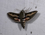 1976   Hyles gallii  4795.jpg