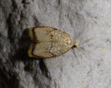 1238   Acleris forsskaleana  4743.jpg