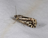 2667   Emmelia trabealis  7917.jpg