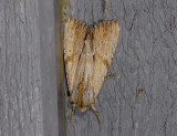 2834   Apamea lithoxylaea  7939.jpg