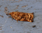 1305   Archips oporana  7934.jpg