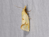 1197   Agapeta hamana  7958.jpg