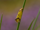 1198   Agapeta zoegana  7674.jpg