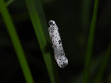 0411   Yponomeuta plumbella  7911.jpg