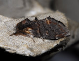 2532   Notodonta dromedarius  7042.jpg