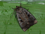 3016   Coenophila subrosea  6999.jpg