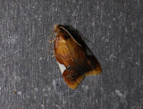 1237   Acleris holmiana  6740.jpg
