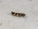 0963 Eulamprotes wilkella 4406.jpg