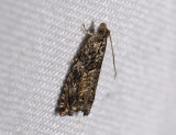 1464   Epinotia nisella  8478.jpg