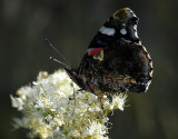 2098   Vanessa atalanta  8518.jpg