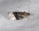 1369   Apotomis betuletana  8574.jpg