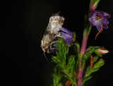 1200   Eupoecilia angustana  8570.jpg